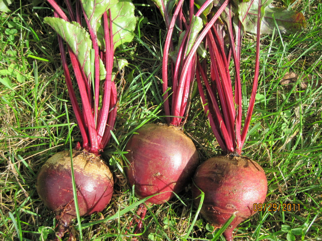Detroit Dark Red Beet Seeds
