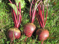 Detroit Dark Red Beet Seeds