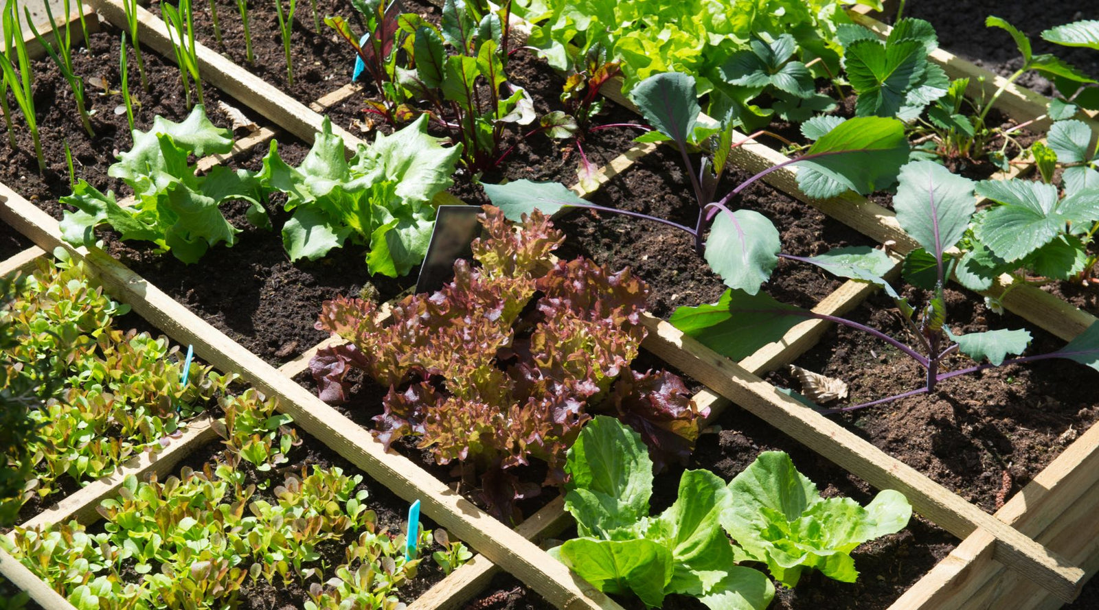 Salad Garden Kit – 6 Classic Vegetables