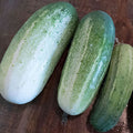 Arkansas Little Leaf Cucumber Seeds