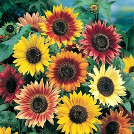 Autumn Beauty Sunflower Seeds
