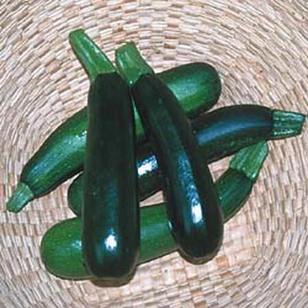 Black Beauty Zucchini Seeds