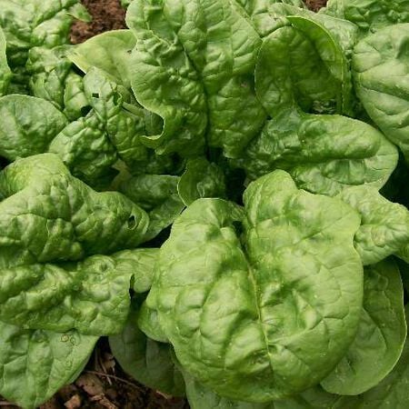 Bloomsdale Spinach Seeds