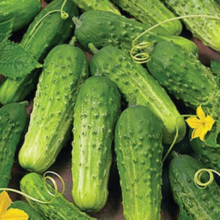 Boston Pickling Cucumber Seeds