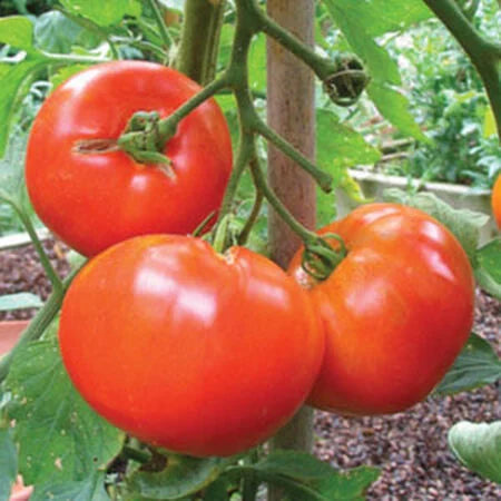 Bradley Tomato Seeds