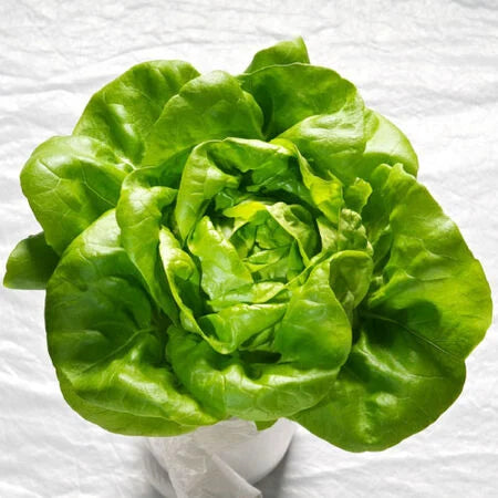 Butter King Lettuce Seeds