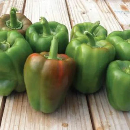 California Wonder Pepper Seeds