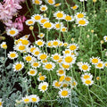 German Chamomile Seeds