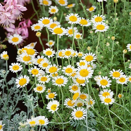 German Chamomile Seeds
