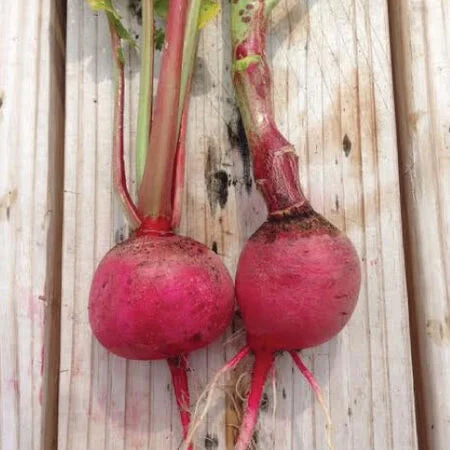 Cherry Belle Radish Seeds