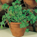 Common Cilantro Seeds