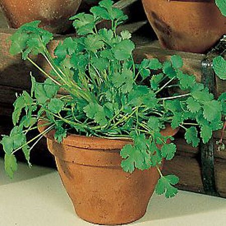 Common Cilantro Seeds