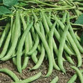 Contender Beans Seeds