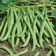 Contender Beans Seeds