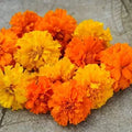 Crackerjack Marigold Seeds