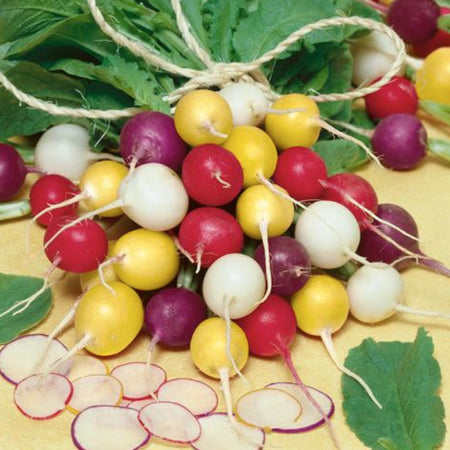 Crayon Colors Mix Radish Seeds