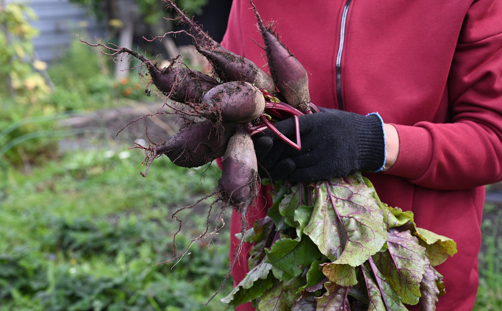 Detroit Dark Red Beet Seeds