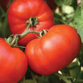 Early Girl (F1) Tomato Seeds