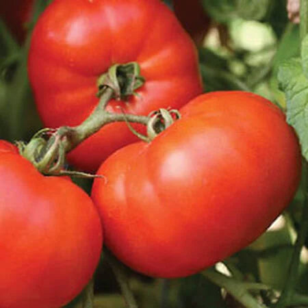 Early Girl (F1) Tomato Seeds