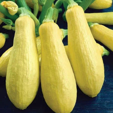 Early Prolific Straightneck Squash Seeds