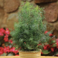 Fernleaf Dill Seeds