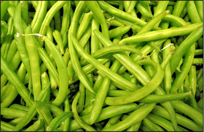 Blue Lake 274 Bush Bean Seeds