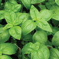 Genovese Basil Seeds