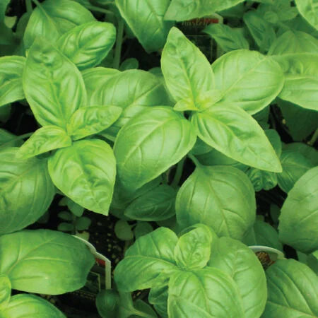 Genovese Basil Seeds