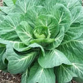 Georgia Southern Collard Greens Seeds