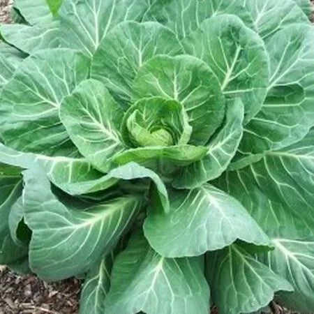Georgia Southern Collard Greens Seeds