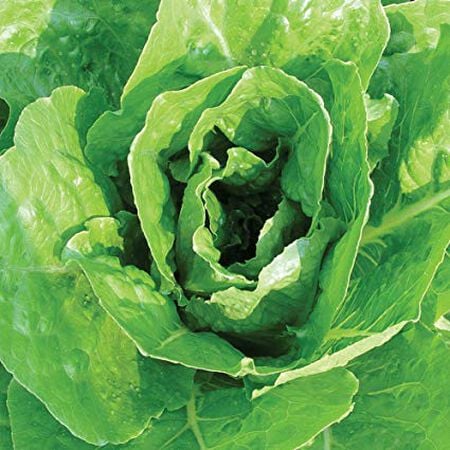 Giant Caesar Lettuce Seeds