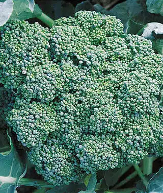 Calabrese Organic Broccoli Seeds