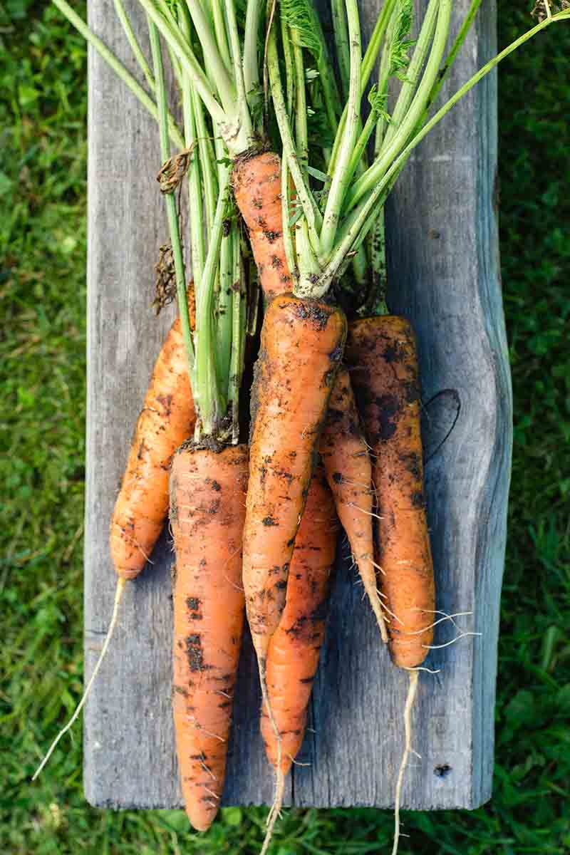 Danvers 126 Carrot Seeds