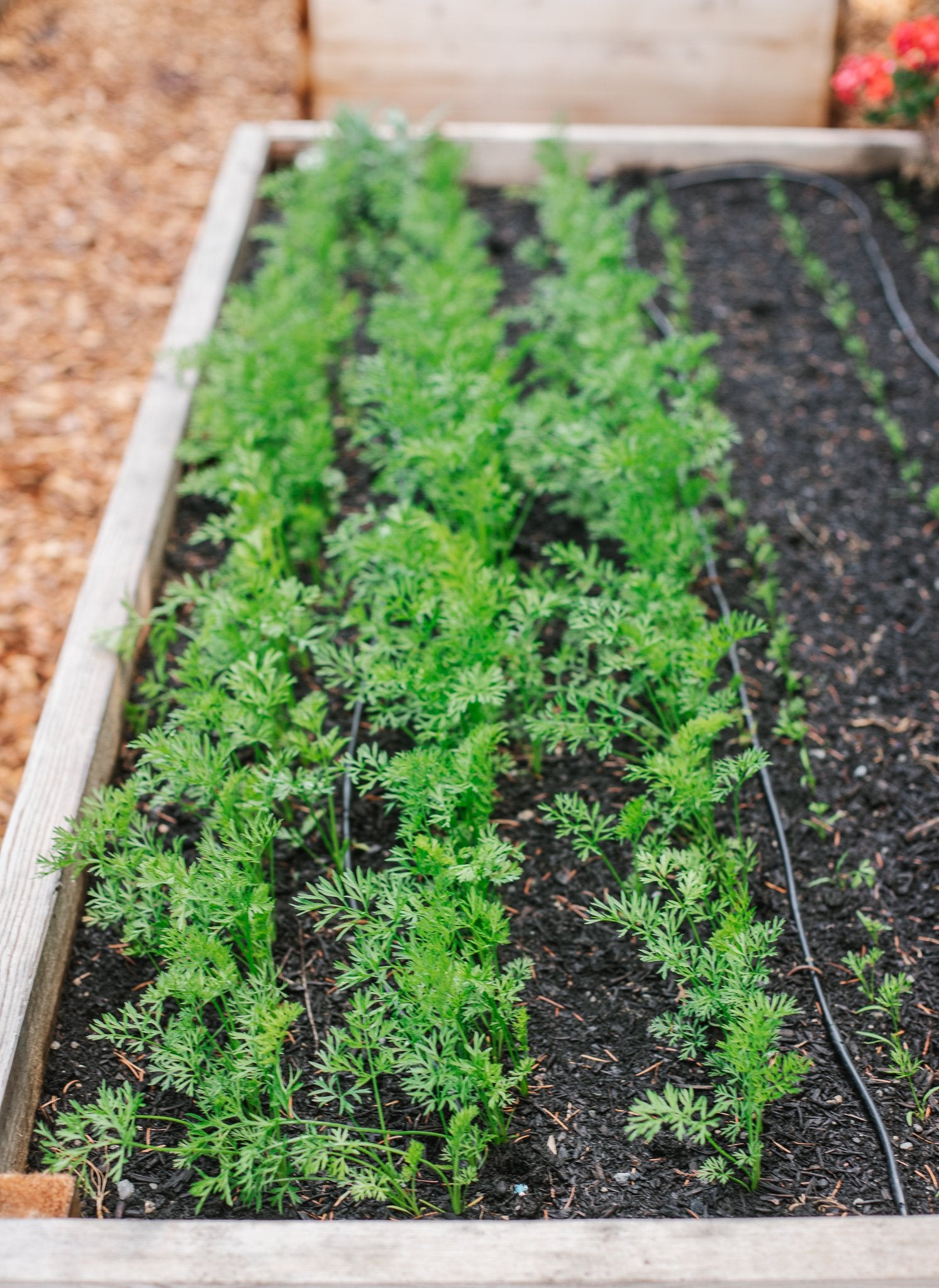 Danvers 126 Carrot Seeds