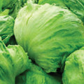 Iceberg Lettuce Seeds