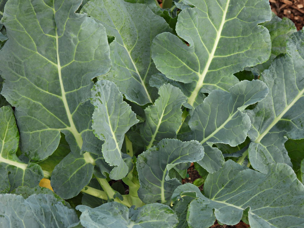 Calabrese Organic Broccoli Seeds