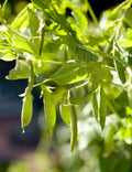 Sugar Snap Pea Seeds
