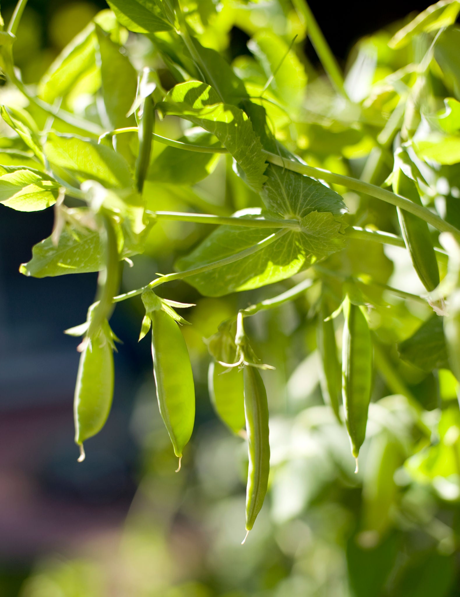 Sugar Snap Pea Seeds