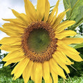 Mammoth Grey Stripe Sunflower Seeds