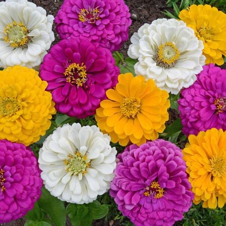 Mardi Gras Zinnia Seeds