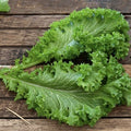 Old Fashioned Mustard Greens Seeds