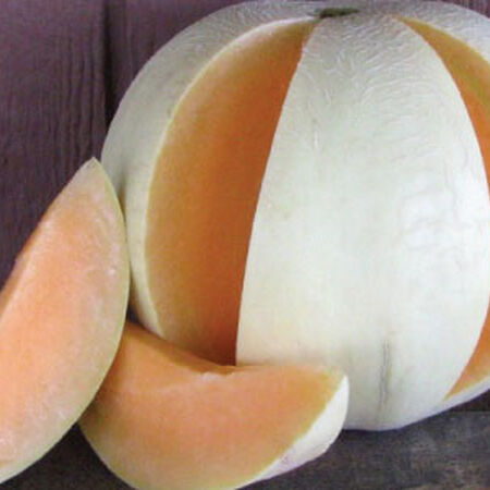 Honeydew Orange Flesh Melon Seeds