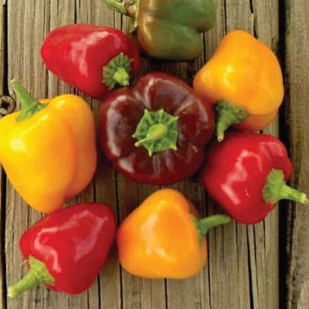 Petite Mix Bell Pepper (F1) Seeds