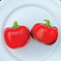Pimento Pepper Seeds