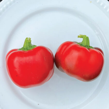 Pimento Pepper Seeds