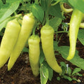 Sweet Banana Pepper Seeds