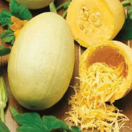 Spaghetti Squash Seeds