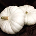 White Flat Boer Ford Pumpkin Seeds
