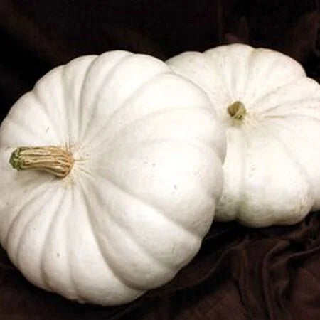 White Flat Boer Ford Pumpkin Seeds