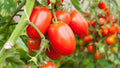 Roma Tomato Seeds